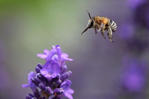 Anthophora pubescens